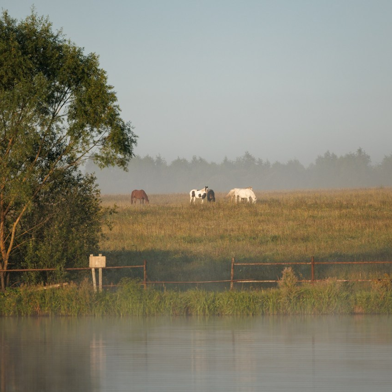 Отзывы клиентов — бренд-фотограф и фотограф-анималист в Москве и области. Фотограф-анималист и бренд-фотограф в Москве | Фотография собак, людей, бизнес-портрет