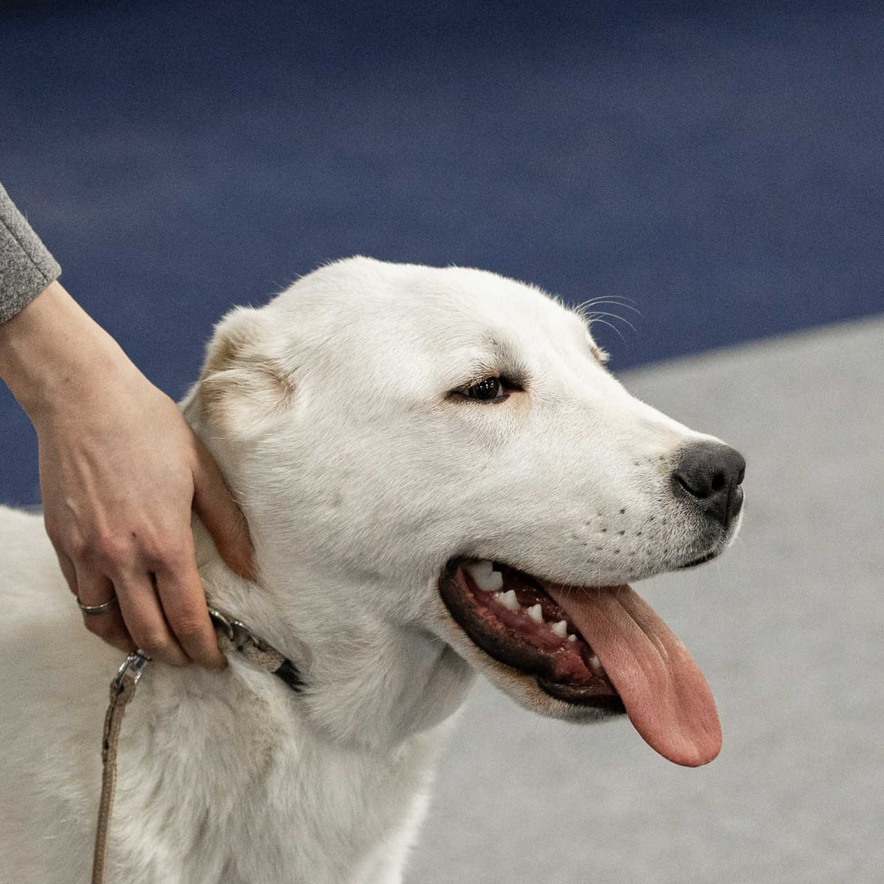 Отзывы клиентов — бренд-фотограф и фотограф-анималист в Москве и области. Фотограф-анималист и бренд-фотограф в Москве | Фотография собак, людей, бизнес-портрет