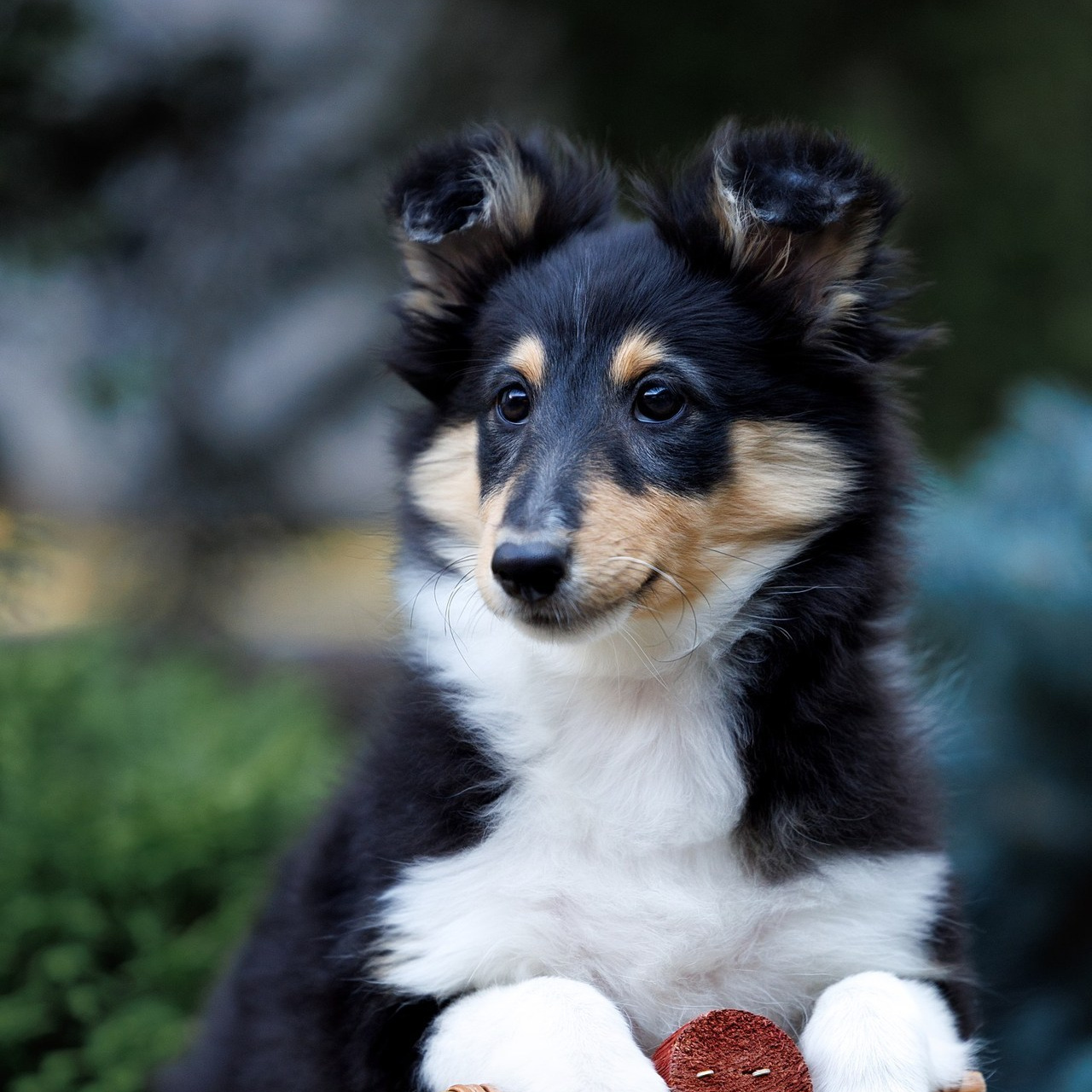 Отзывы клиентов — бренд-фотограф и фотограф-анималист в Москве и области. Фотограф-анималист и бренд-фотограф в Москве | Фотография собак, людей, бизнес-портрет