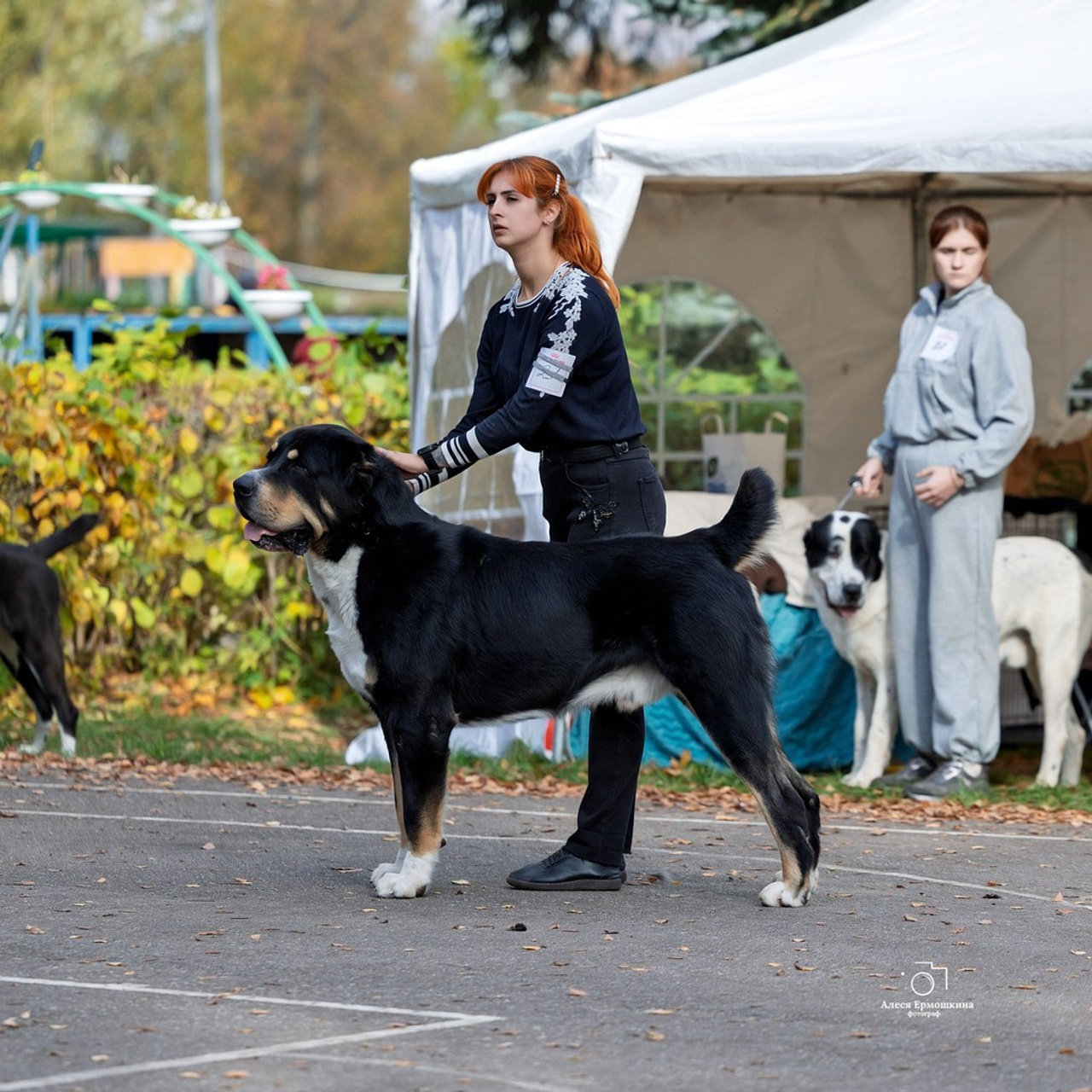 Отзывы клиентов — бренд-фотограф и фотограф-анималист в Москве и области. Фотограф-анималист и бренд-фотограф в Москве | Фотография собак, людей, бизнес-портрет