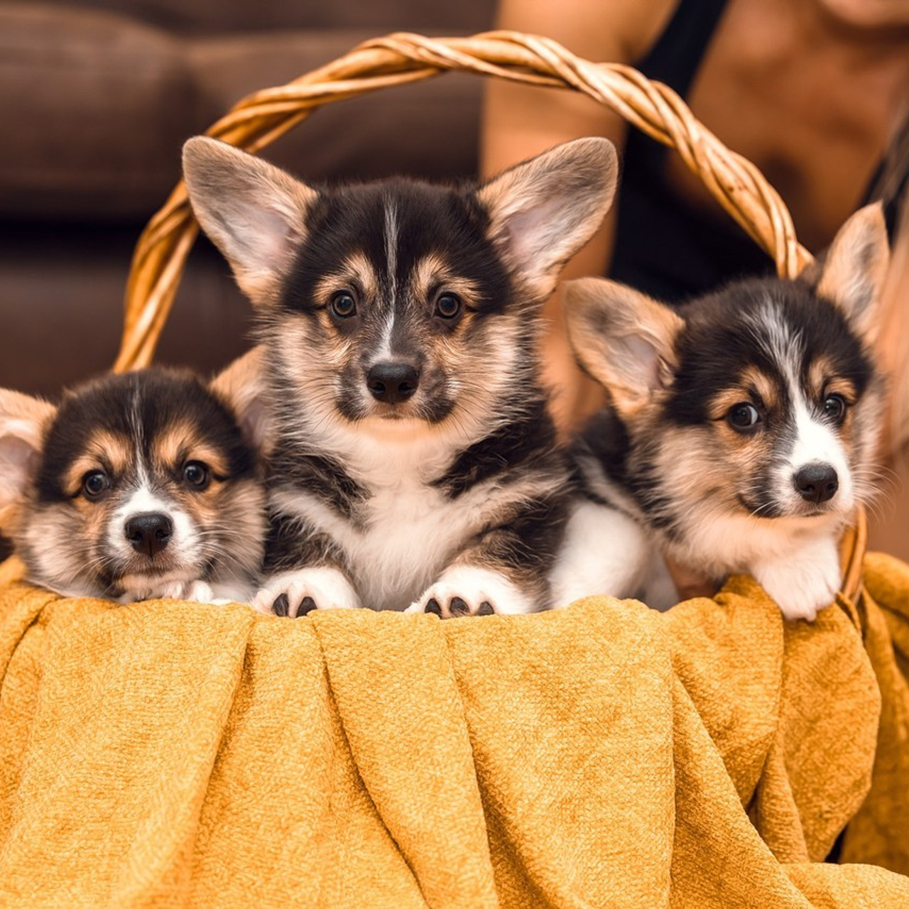 Отзывы клиентов — бренд-фотограф и фотограф-анималист в Москве и области. Фотограф-анималист и бренд-фотограф в Москве | Фотография собак, людей, бизнес-портрет