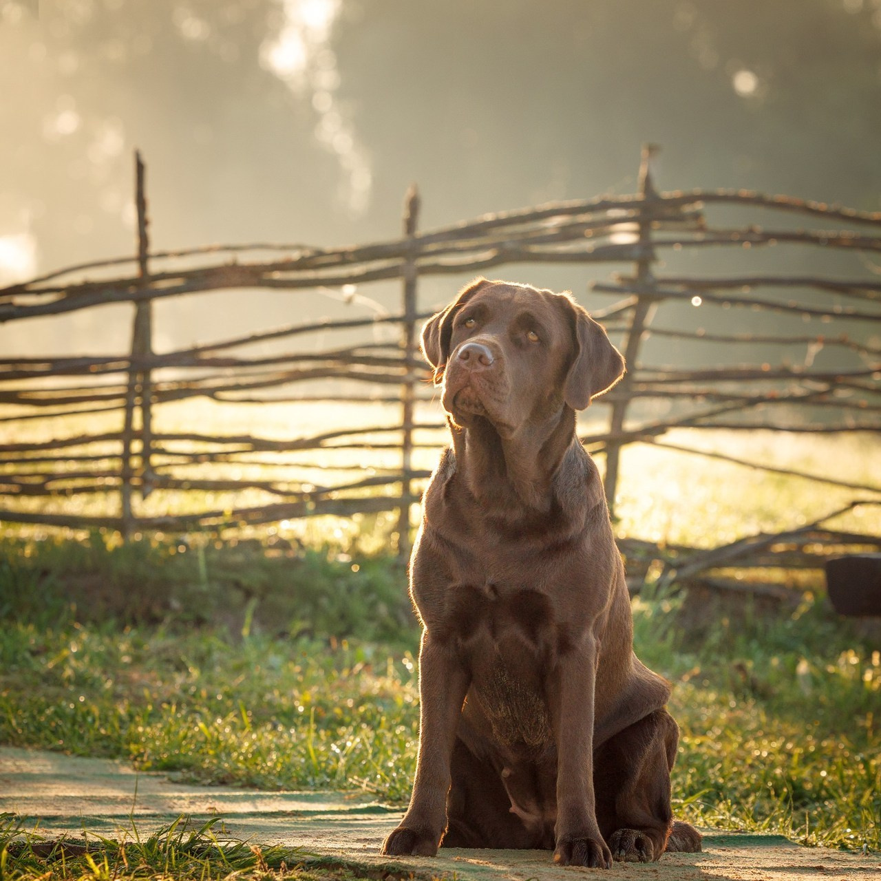 Отзывы клиентов — бренд-фотограф и фотограф-анималист в Москве и области. Фотограф-анималист и бренд-фотограф в Москве | Фотография собак, людей, бизнес-портрет