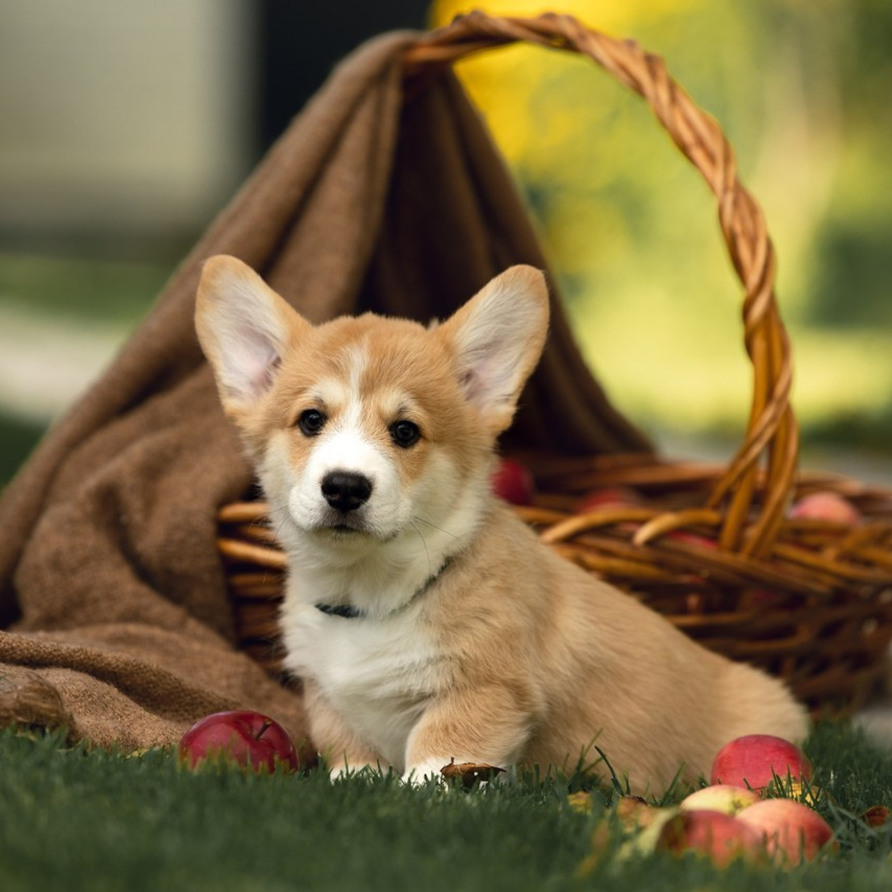 Отзывы клиентов — бренд-фотограф и фотограф-анималист в Москве и области. Фотограф-анималист и бренд-фотограф в Москве | Фотография собак, людей, бизнес-портрет