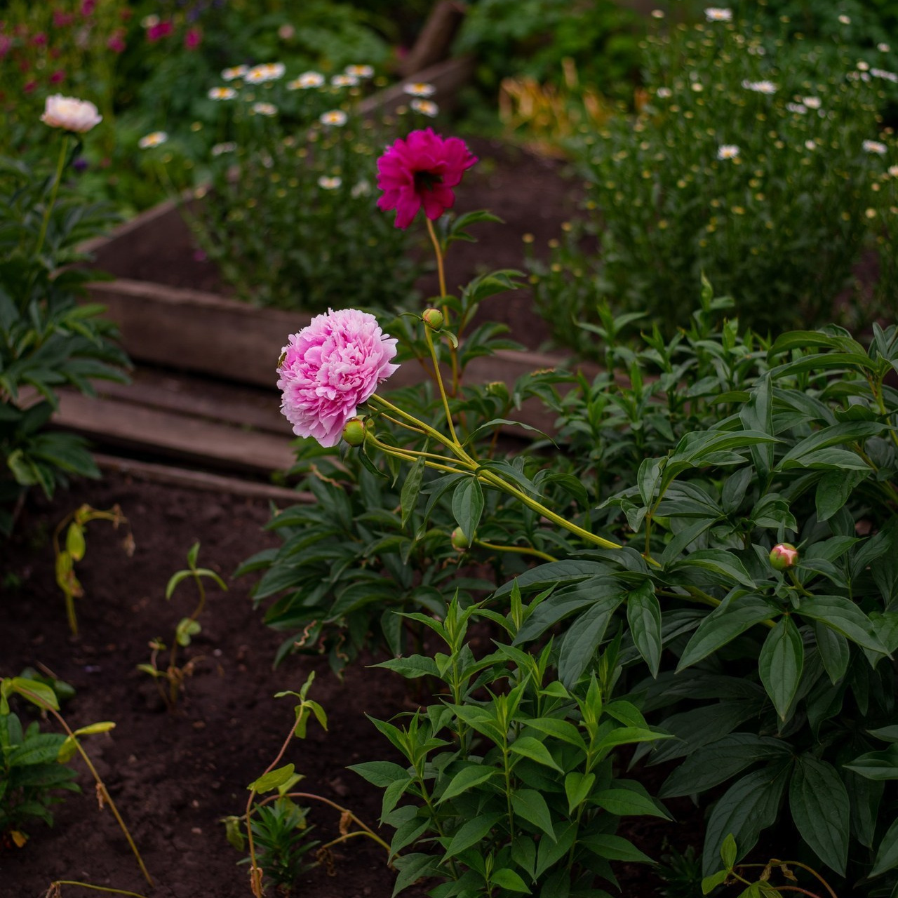 Отзывы. Приподаева Алёна семейный и детский фотограф в Красноярске