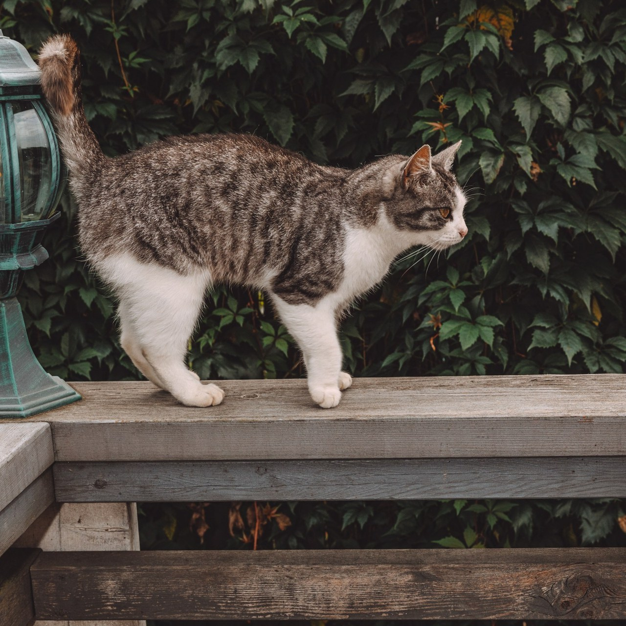 Отзывы. Свадебный и Семейный Фотограф в Гатчине и Санкт-Петербурге Виктория