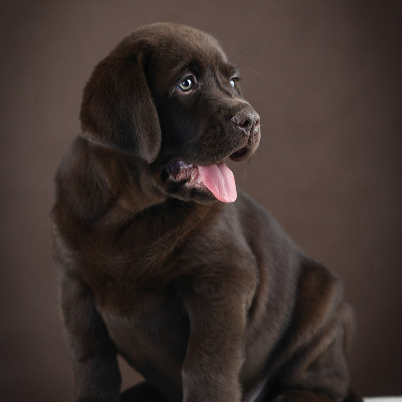 Отзывы. Фотограф 📸 анималист, предметный, репортажный