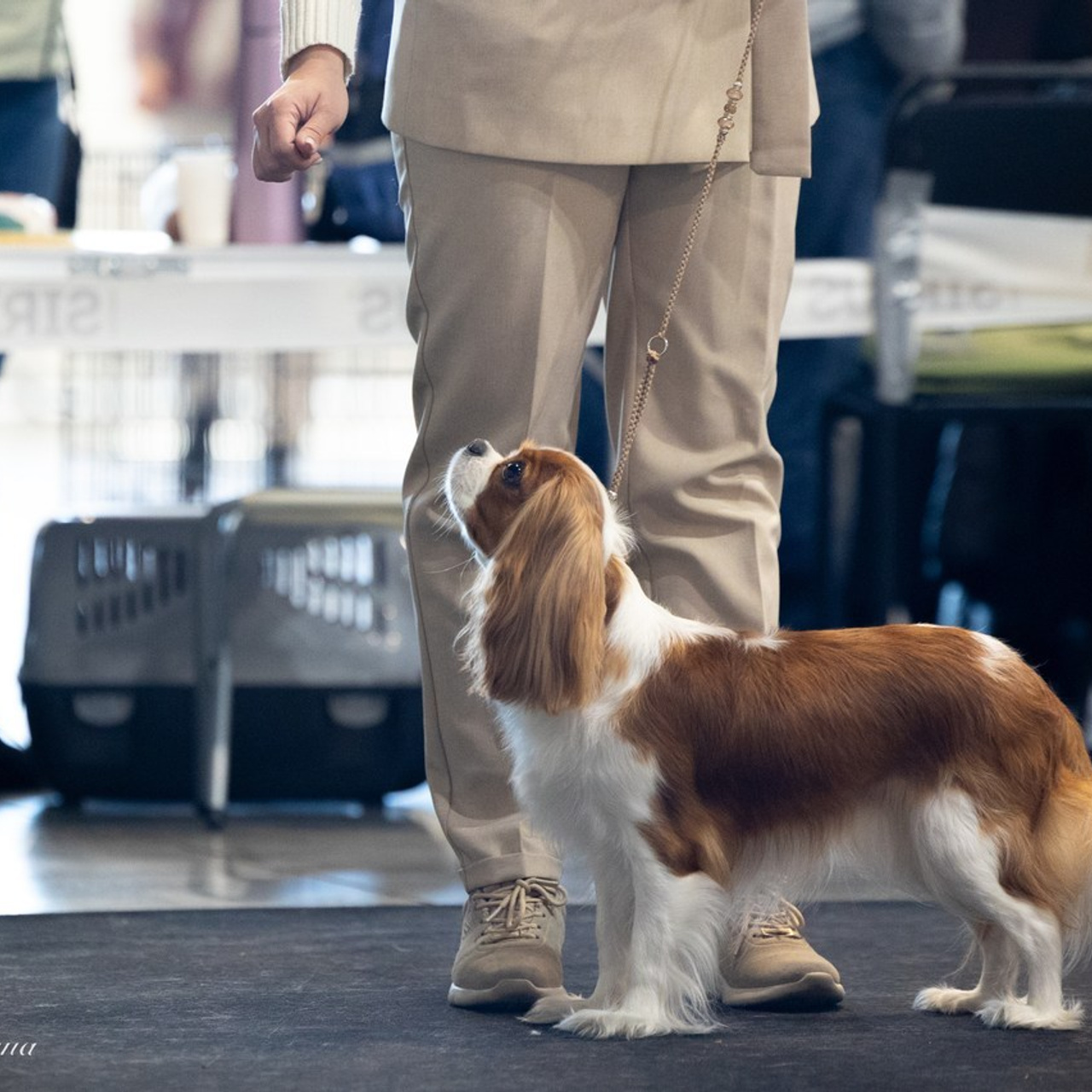Отзывы. Фотограф 📸 семейный, предметный, репортажный