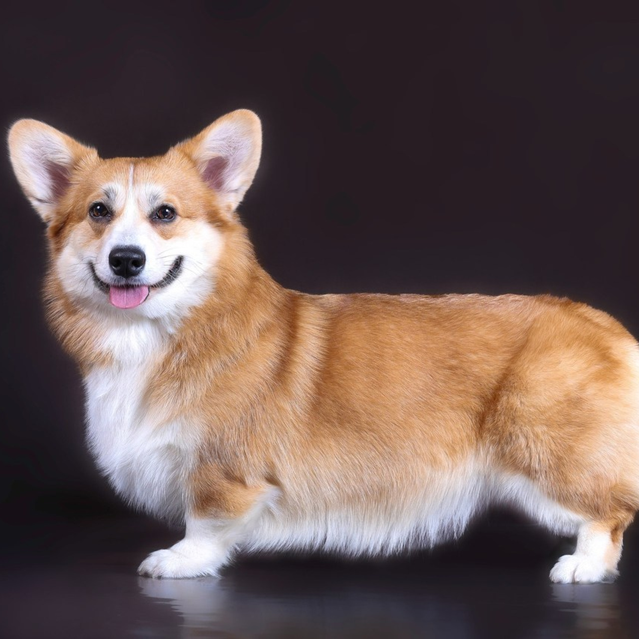 Отзывы. Фотограф 📸 семейный, предметный, репортажный