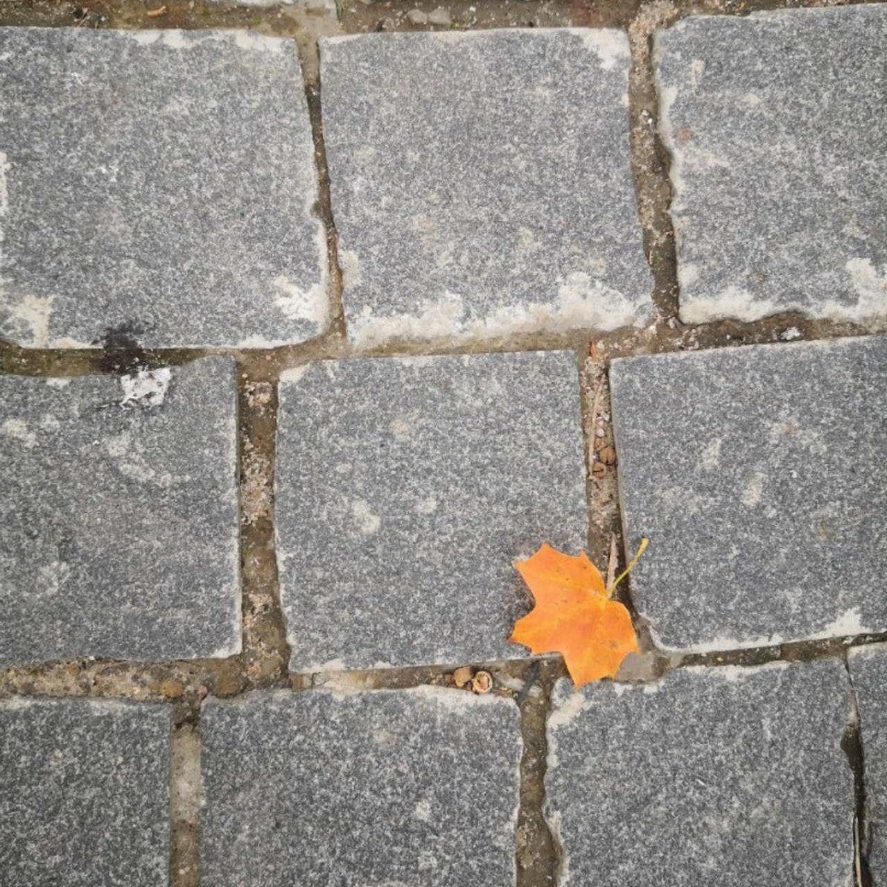 FEEDBACK. SASHA SKETCHER