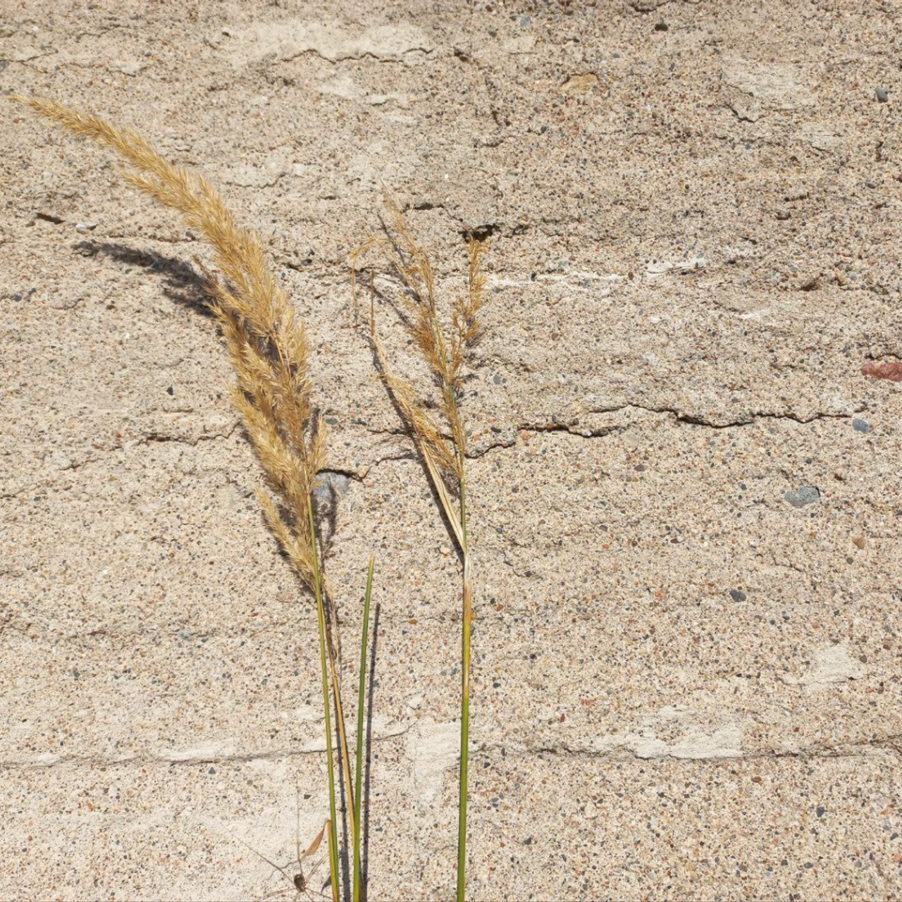 FEEDBACK. SASHA SKETCHER