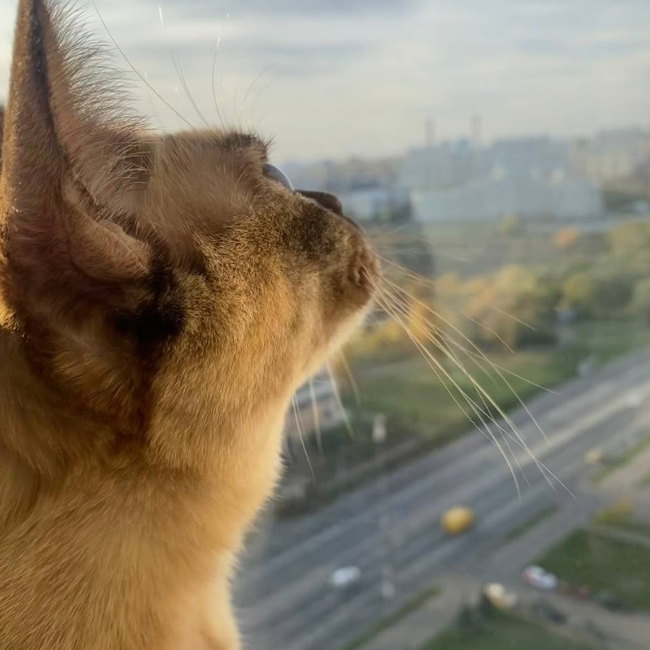 FEEDBACK. SASHA SKETCHER