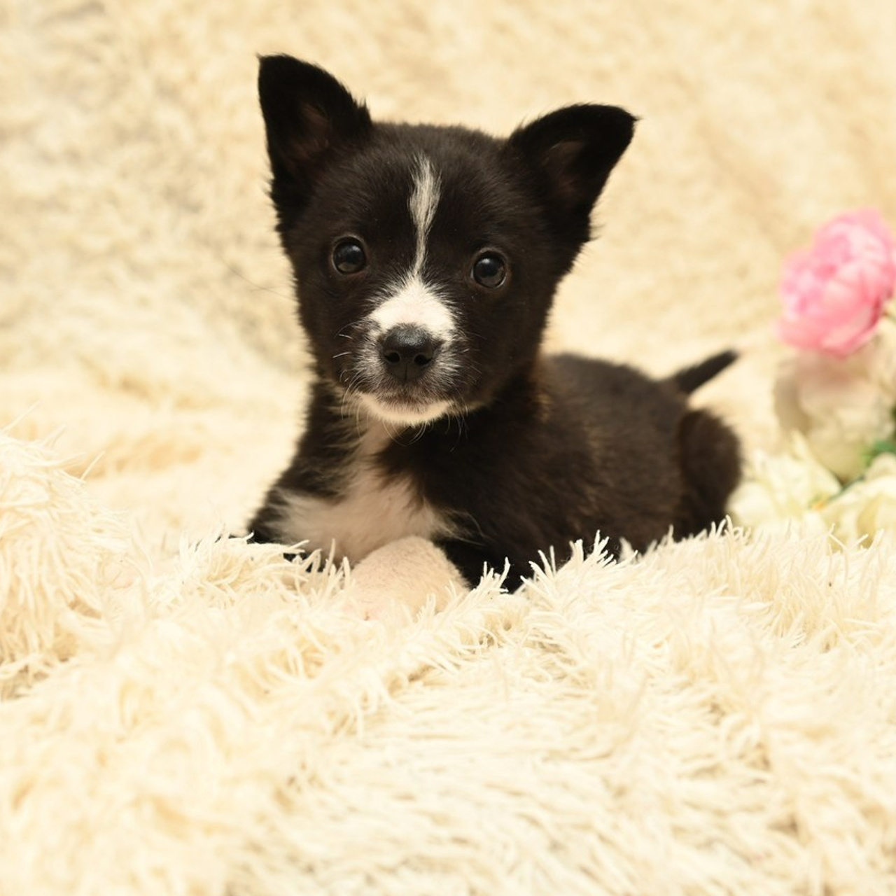 Отзывы. Семейный и детский фотограф в городе Грязи Олеся Огурцова