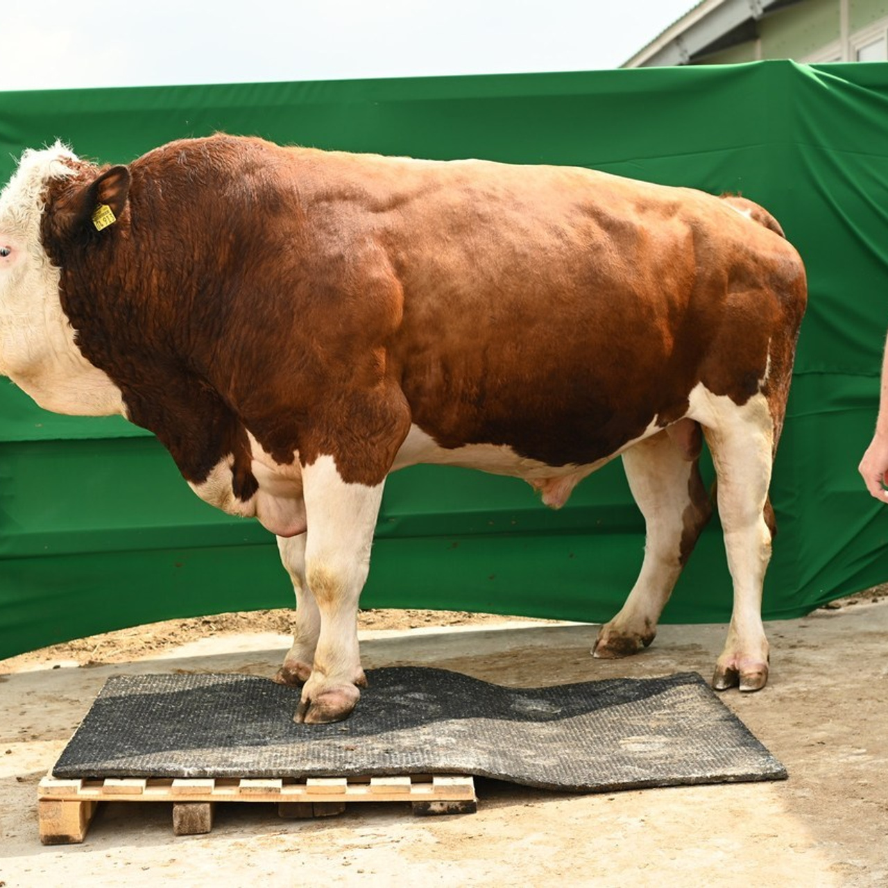 Отзывы. Семейный и детский фотограф в городе Грязи Олеся Огурцова