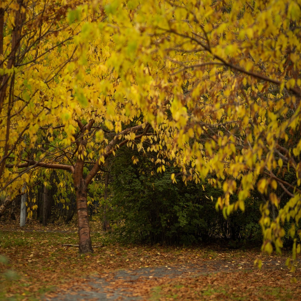 Отзывы. Женский и семейный фотограф в Сургуте Ольга БорОдько