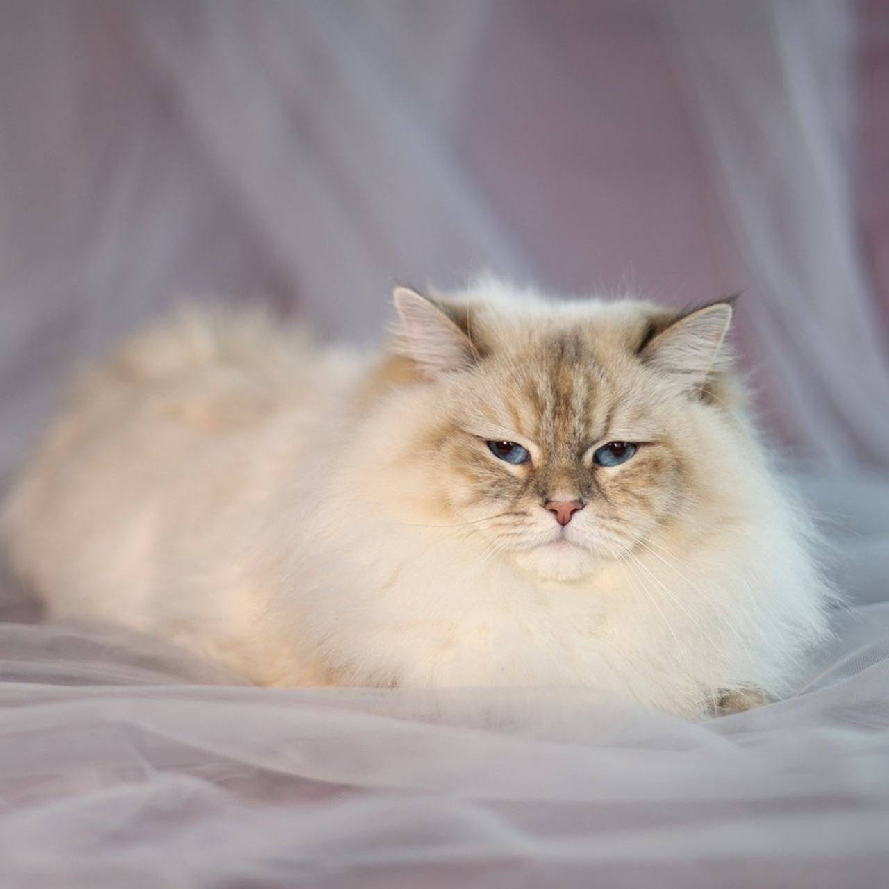 Отзывы. Семейный фотограф Елизавета Лопотухина город Москва