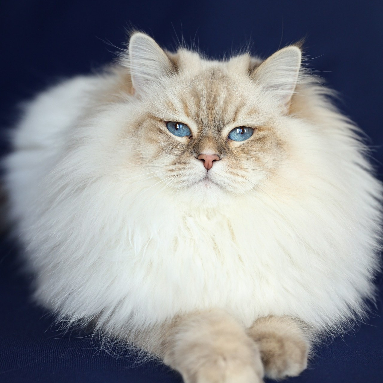 Отзывы. Семейный фотограф Елизавета Лопотухина город Москва