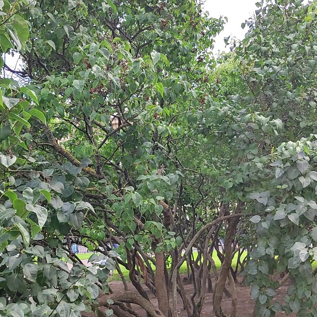 Отзывы. Свадебный и сеейный фотограф в Санкт-Петербурге Елена Худякова