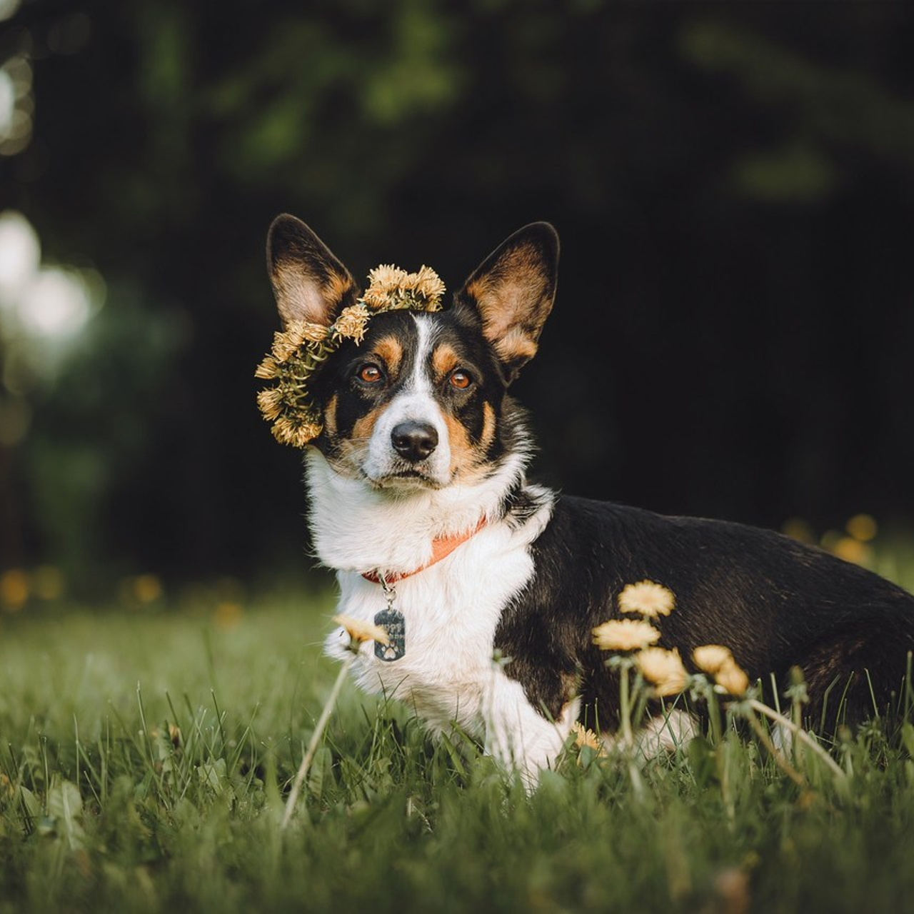 Отзывы о работе фотографа-анималиста или зоофотографа, Москва