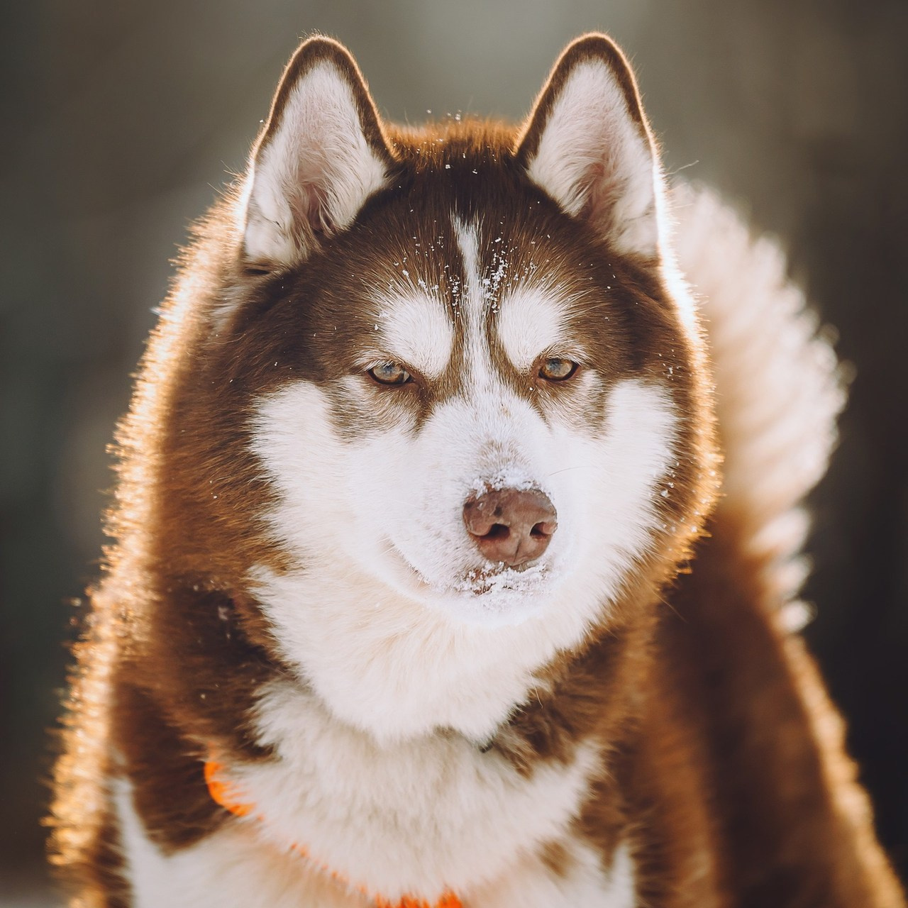 Отзывы о работе фотографа-анималиста или зоофотографа, Москва