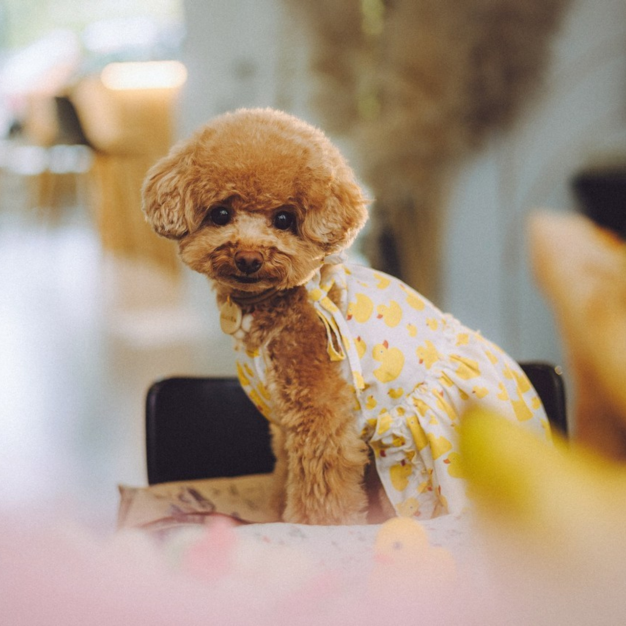 Отзывы о работе фотографа-анималиста или зоофотографа, Москва