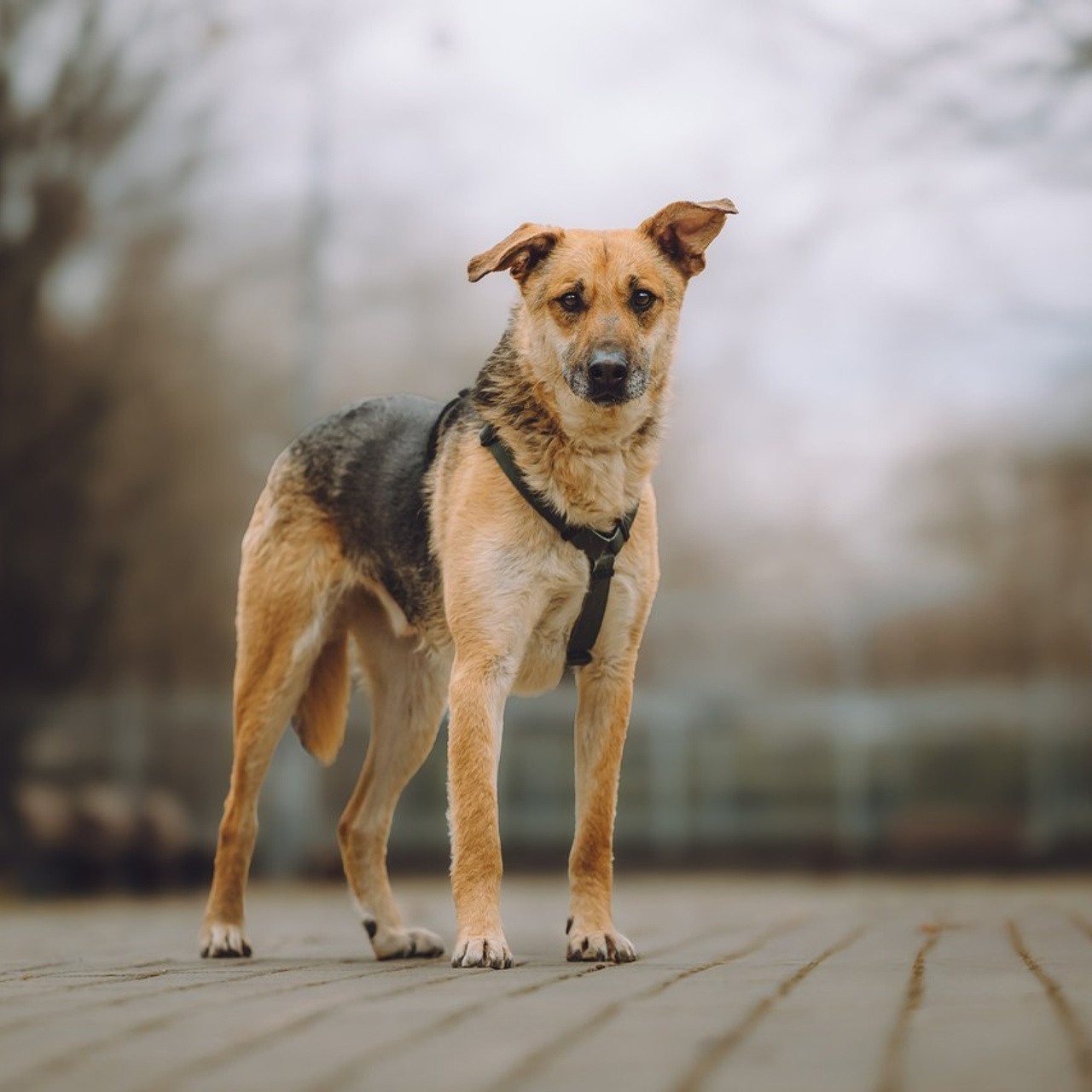 Отзывы о работе фотографа-анималиста или зоофотографа, Москва