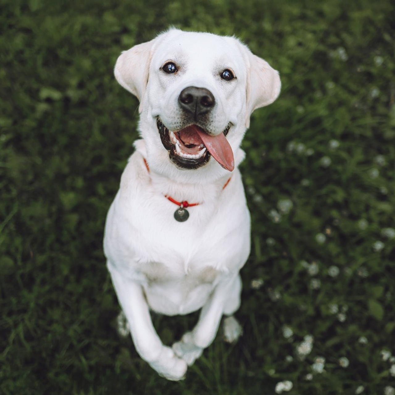 Отзывы о работе фотографа-анималиста или зоофотографа, Москва