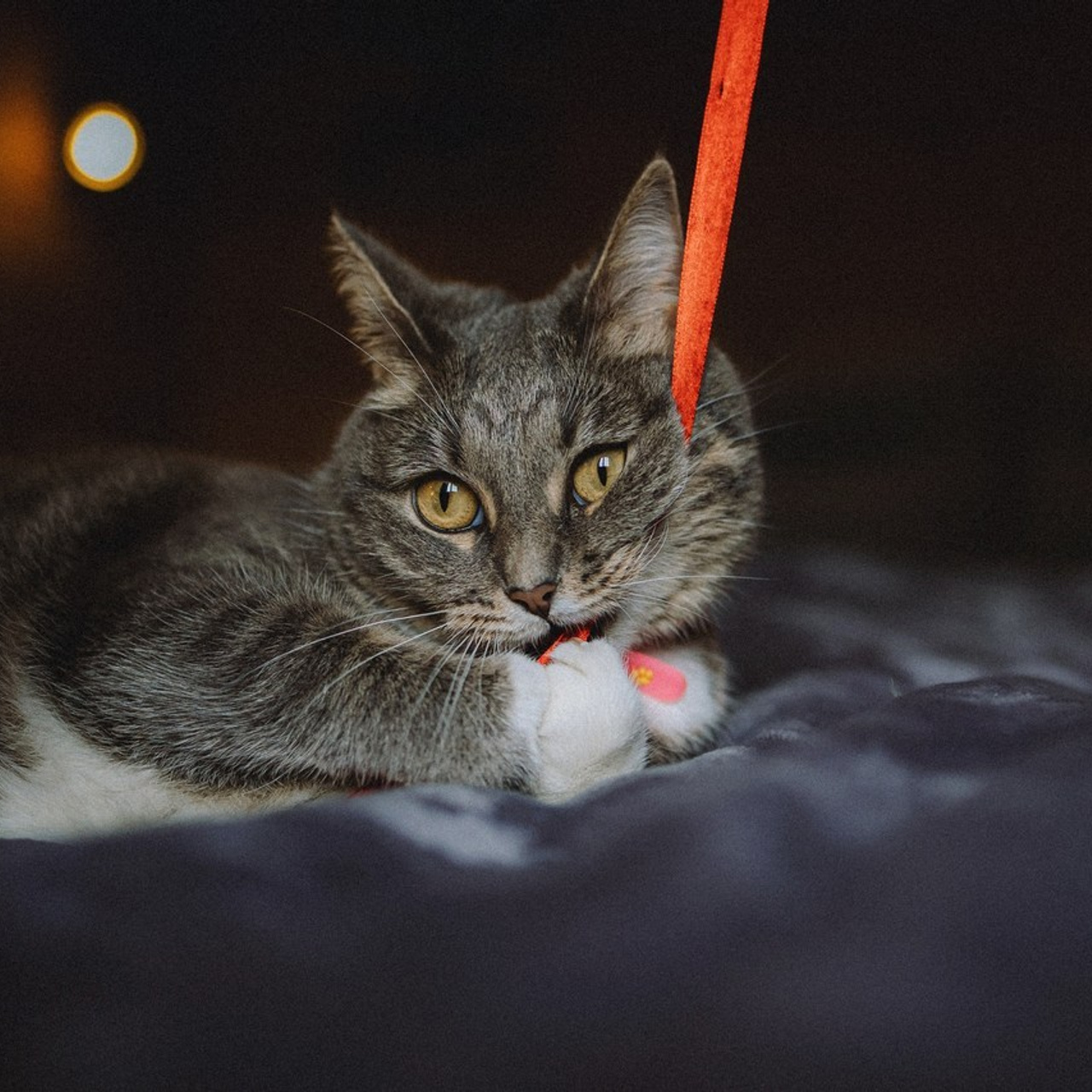 Отзывы о работе фотографа-анималиста или зоофотографа, Москва