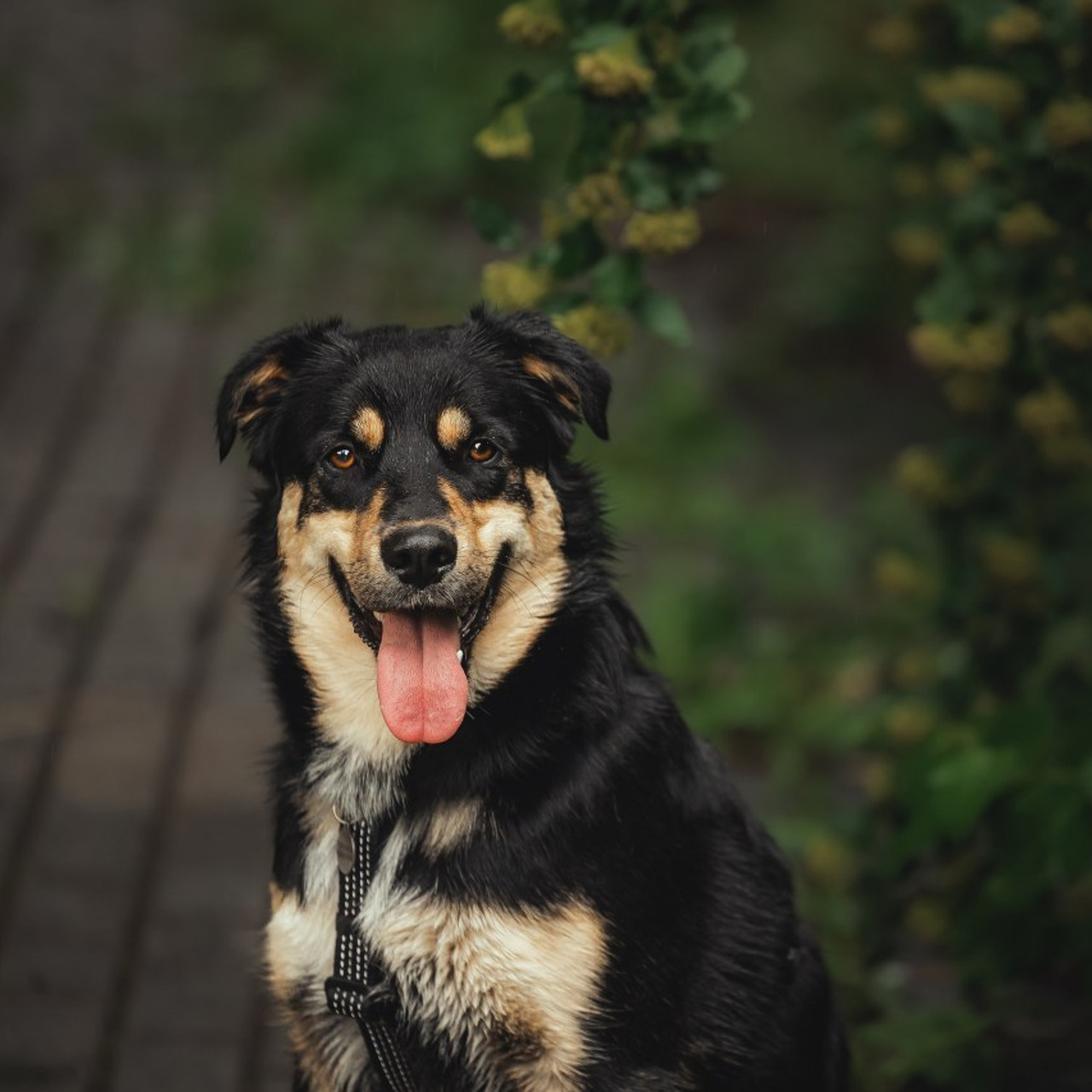 Отзывы о работе фотографа-анималиста или зоофотографа, Москва