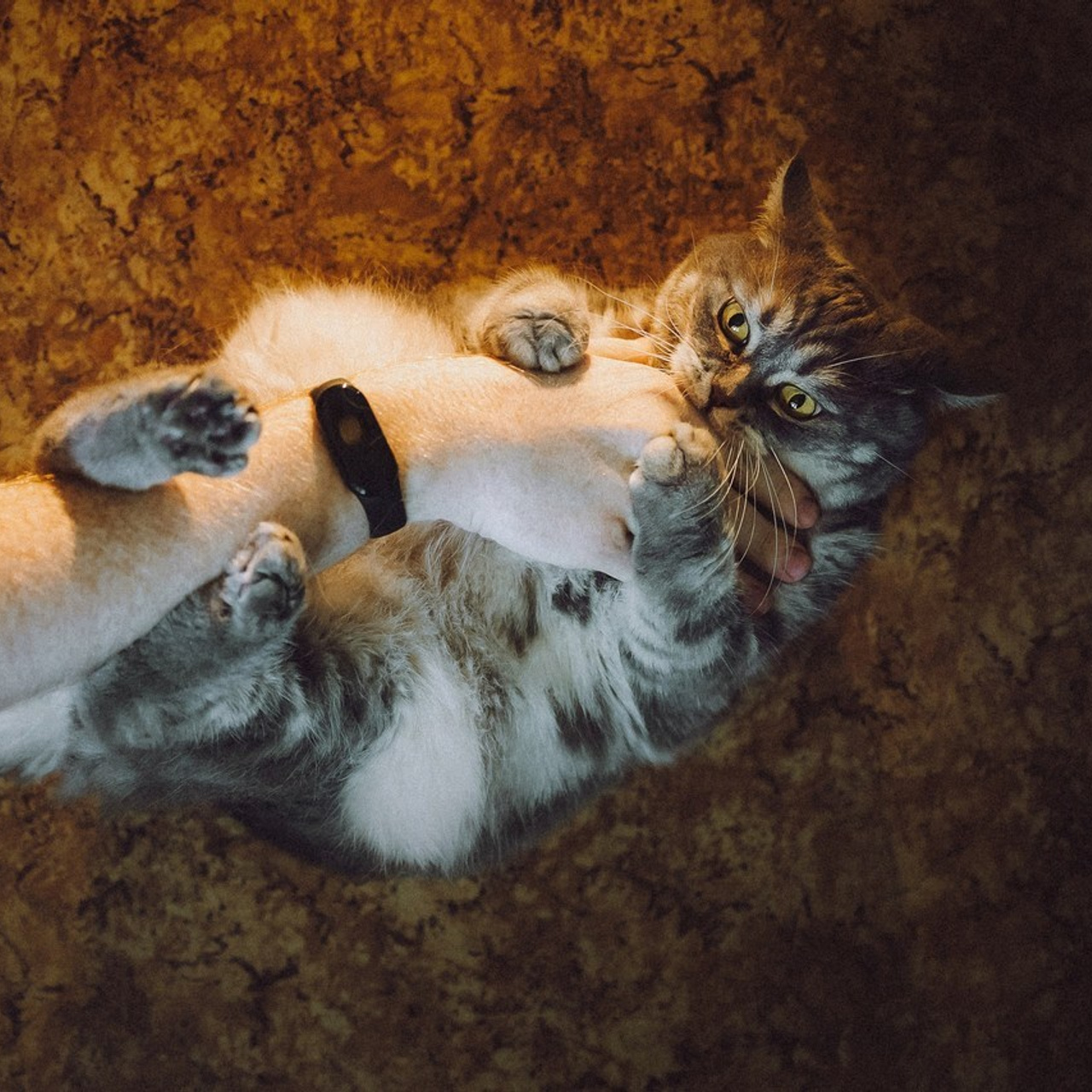 Отзывы о работе фотографа-анималиста или зоофотографа, Москва