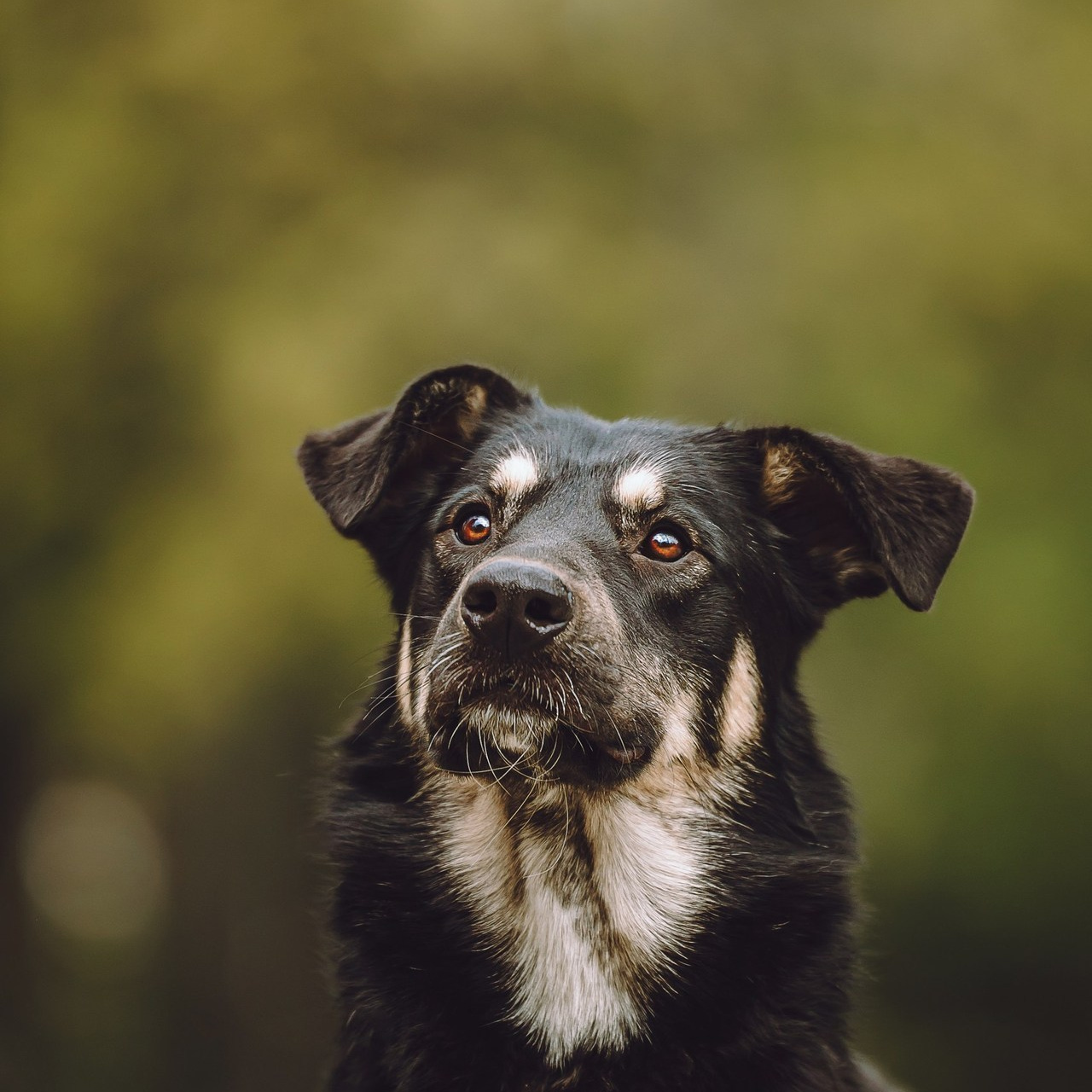 Отзывы о работе фотографа-анималиста или зоофотографа, Москва