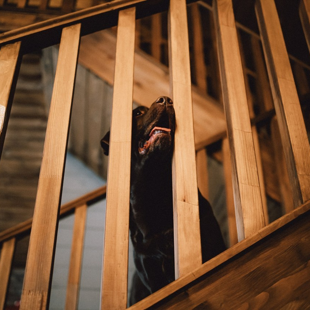 Отзывы о работе фотографа-анималиста или зоофотографа, Москва