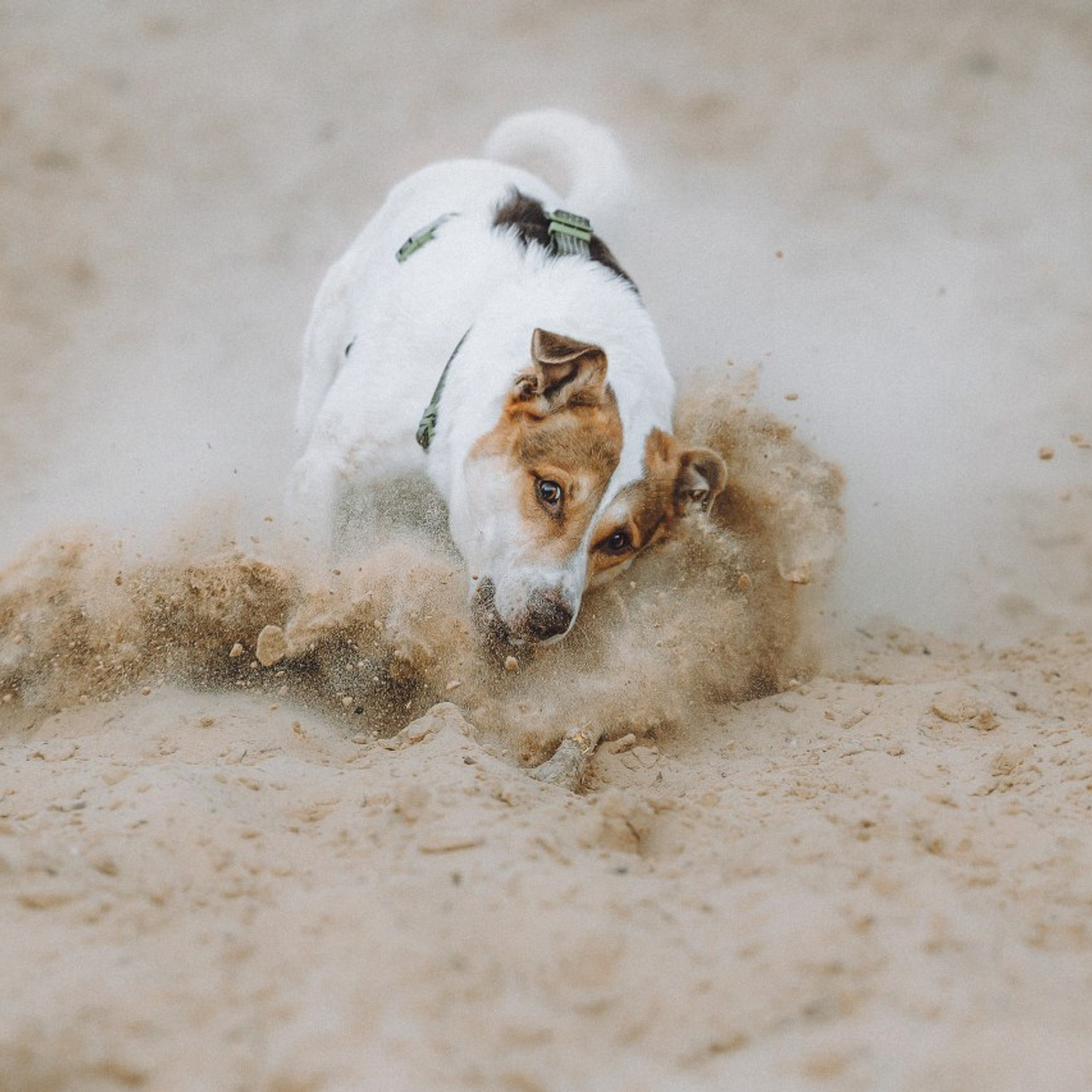 Отзывы о работе фотографа-анималиста или зоофотографа, Москва