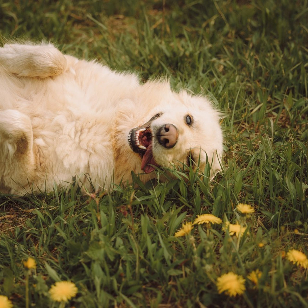 Отзывы о работе фотографа-анималиста или зоофотографа, Москва