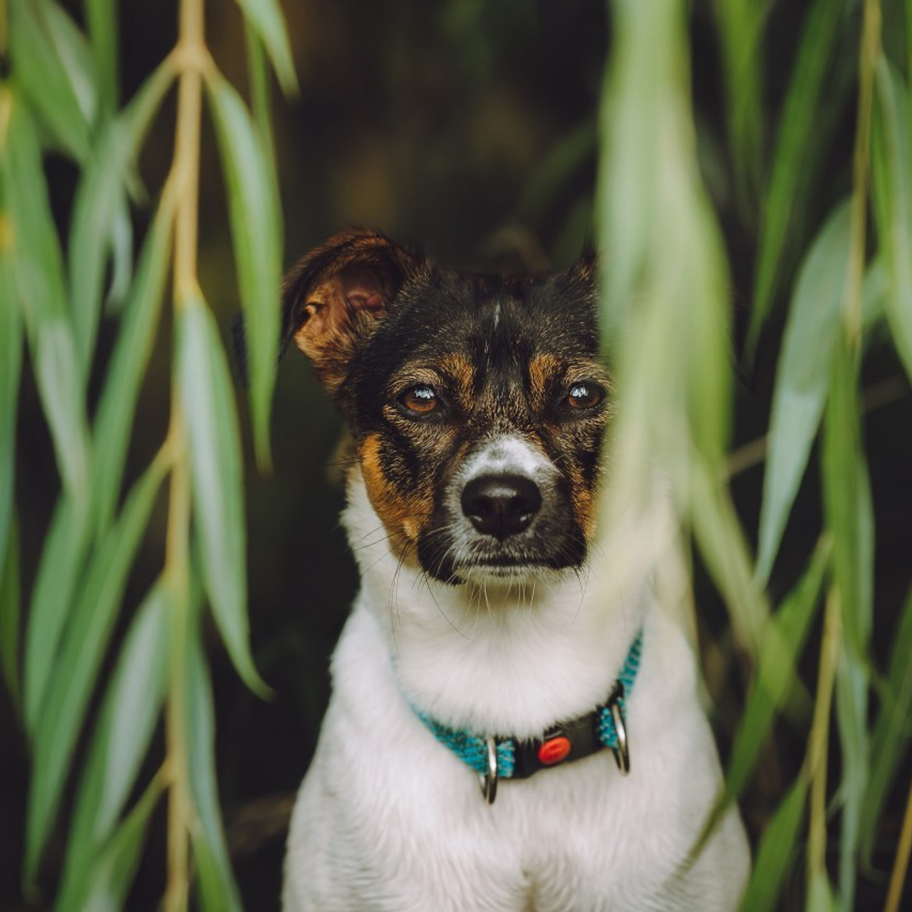 Отзывы о работе фотографа-анималиста или зоофотографа, Москва