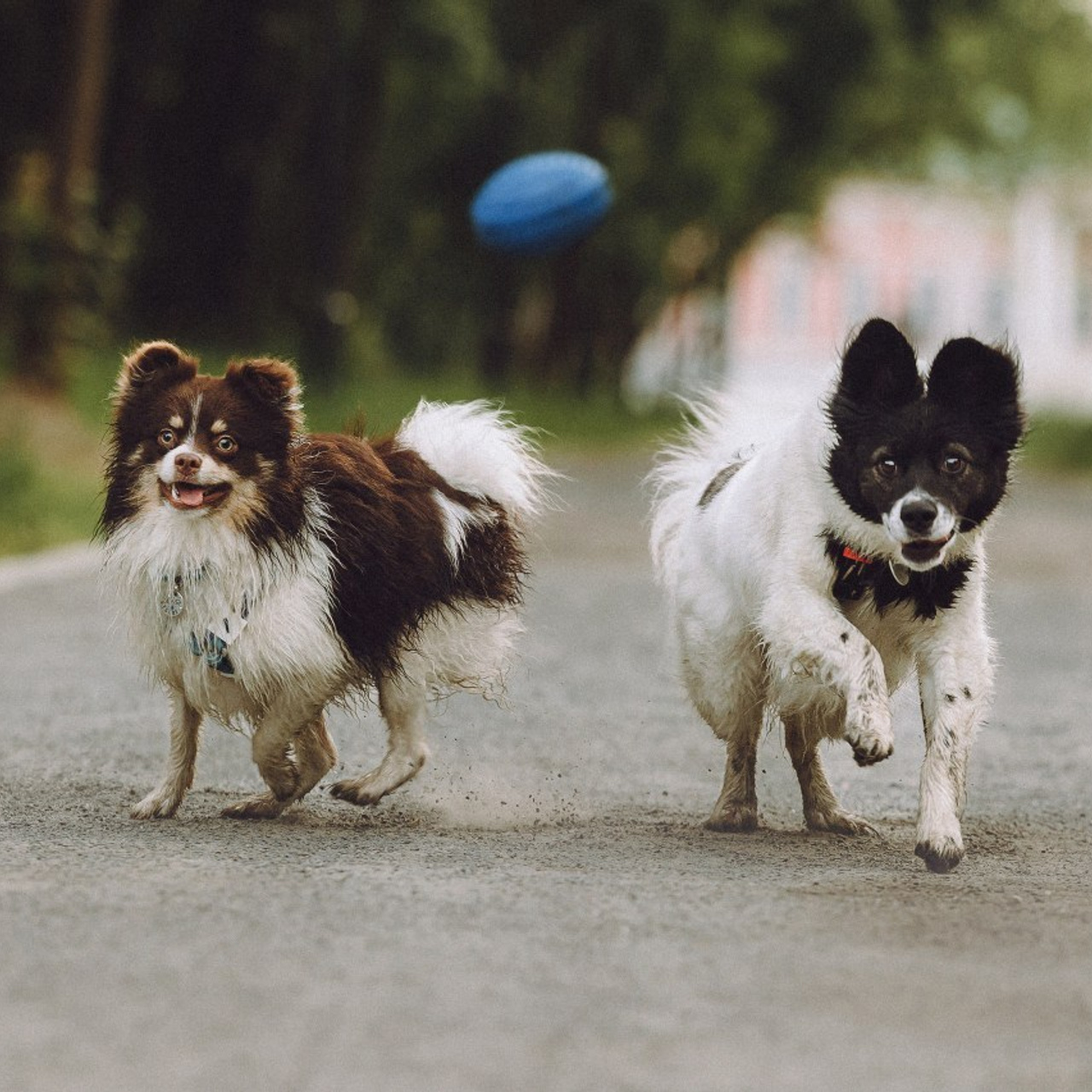 Отзывы о работе фотографа-анималиста или зоофотографа, Москва