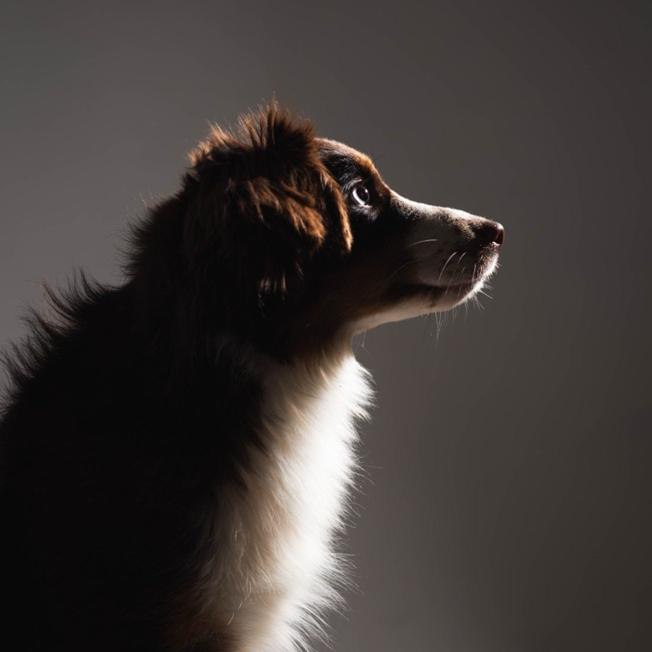 Воркшоп по импульсному свету