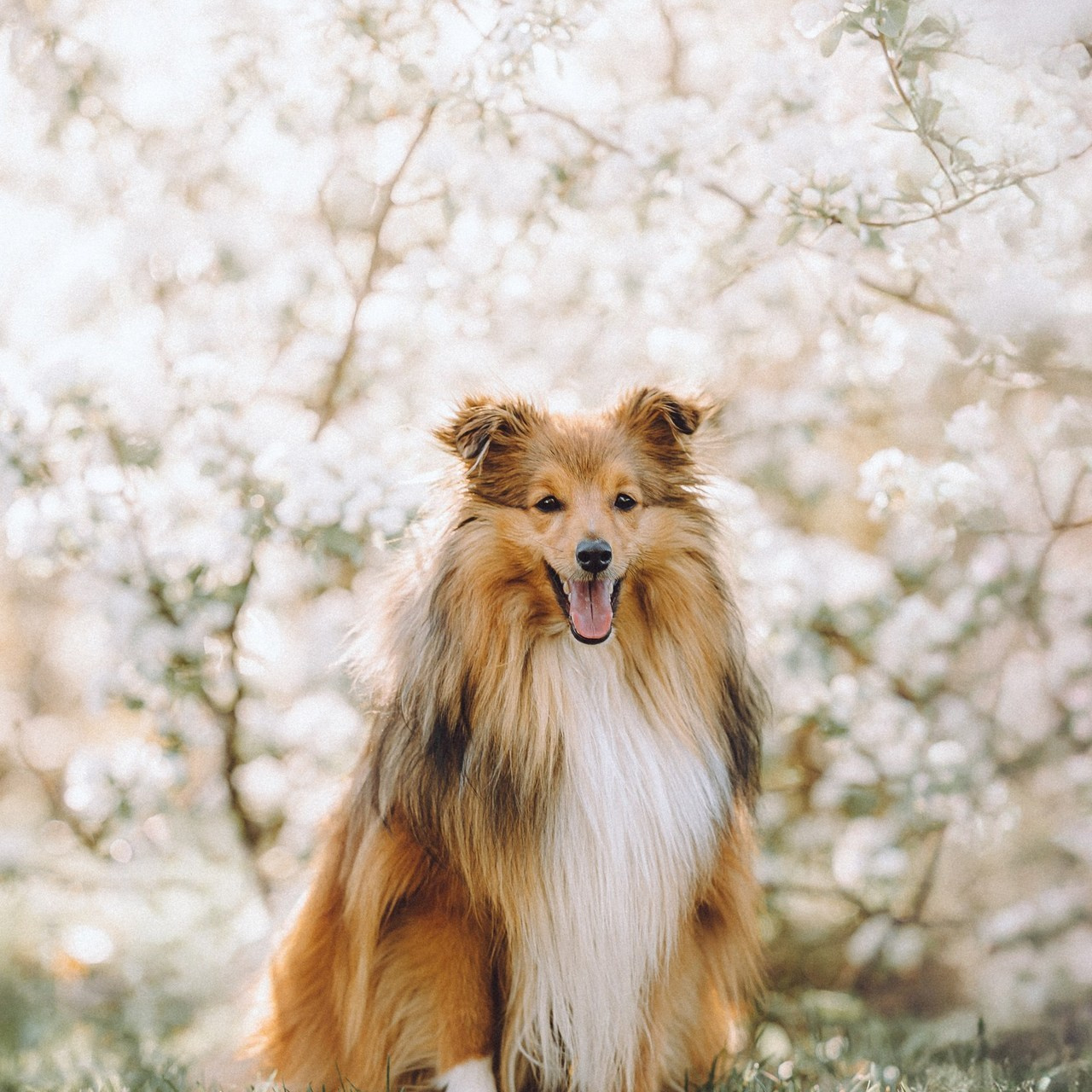 Отзывы о работе фотографа-анималиста или зоофотографа, Москва