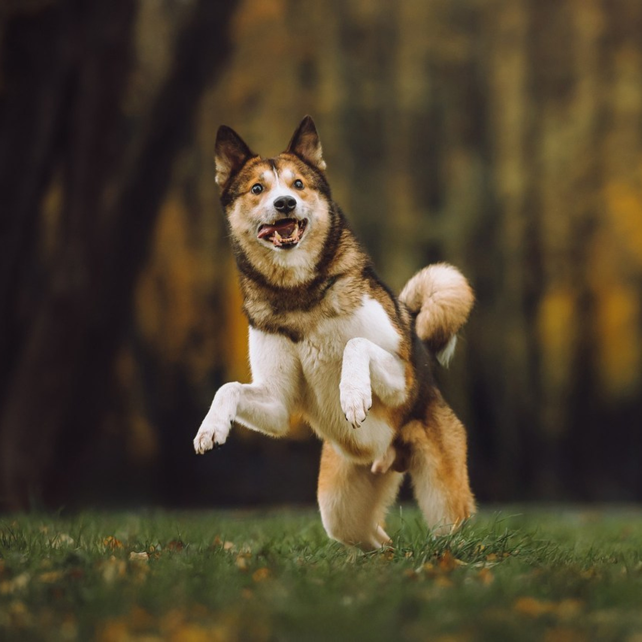 Отзывы о работе фотографа-анималиста или зоофотографа, Москва