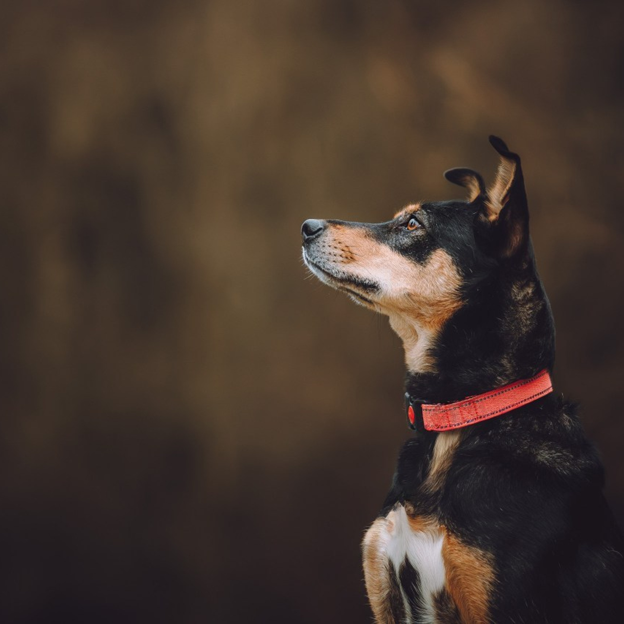 Отзывы о работе фотографа-анималиста или зоофотографа, Москва