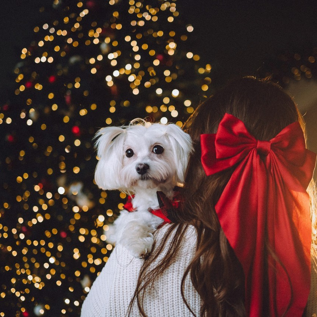 Отзывы о работе фотографа-анималиста или зоофотографа, Москва