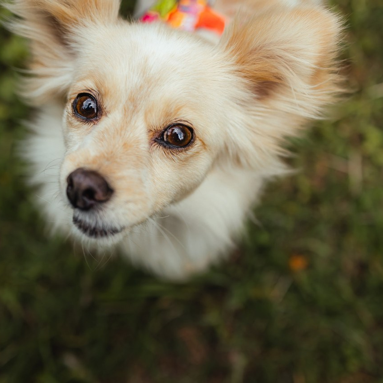 Отзывы о работе фотографа-анималиста или зоофотографа, Москва