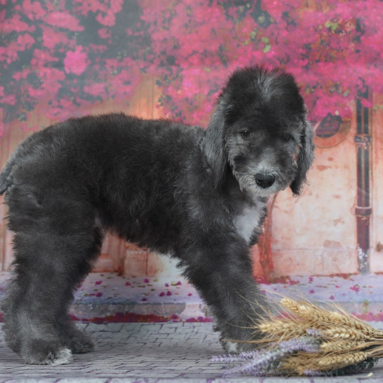 Отзывы. Профессиональный фотограф Чехарина Анна / pro photographer Chekharina