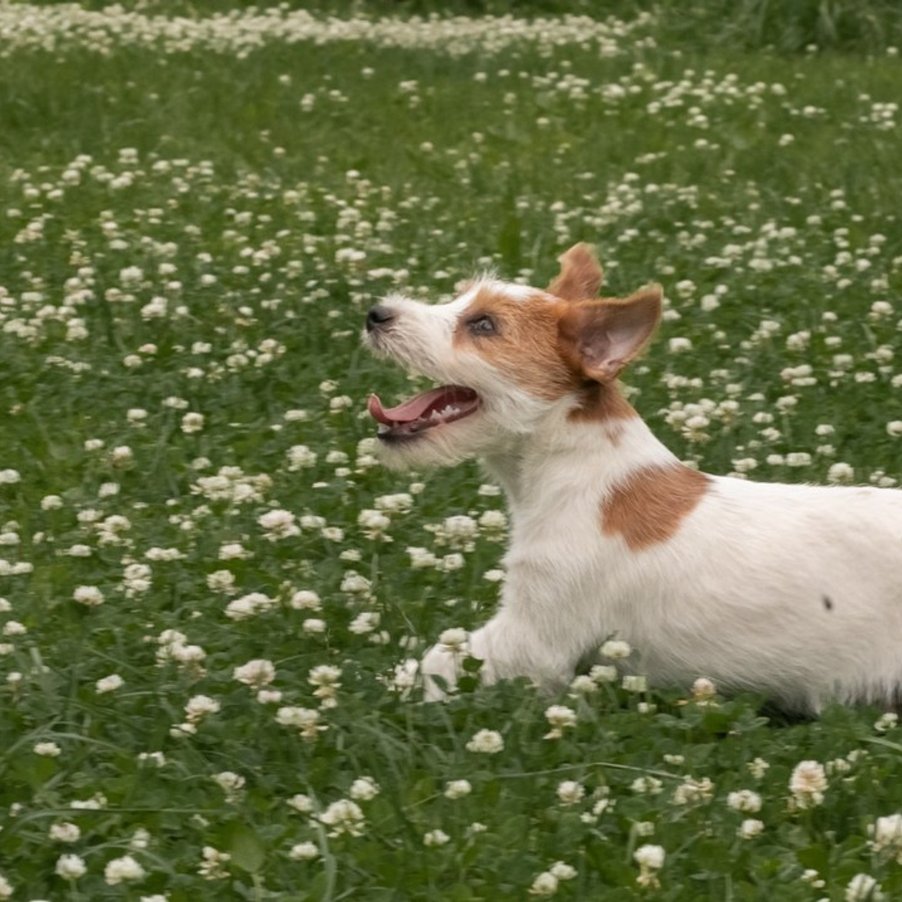 Отзывы. Профессиональный фотограф Чехарина Анна / pro photographer Chekharina
