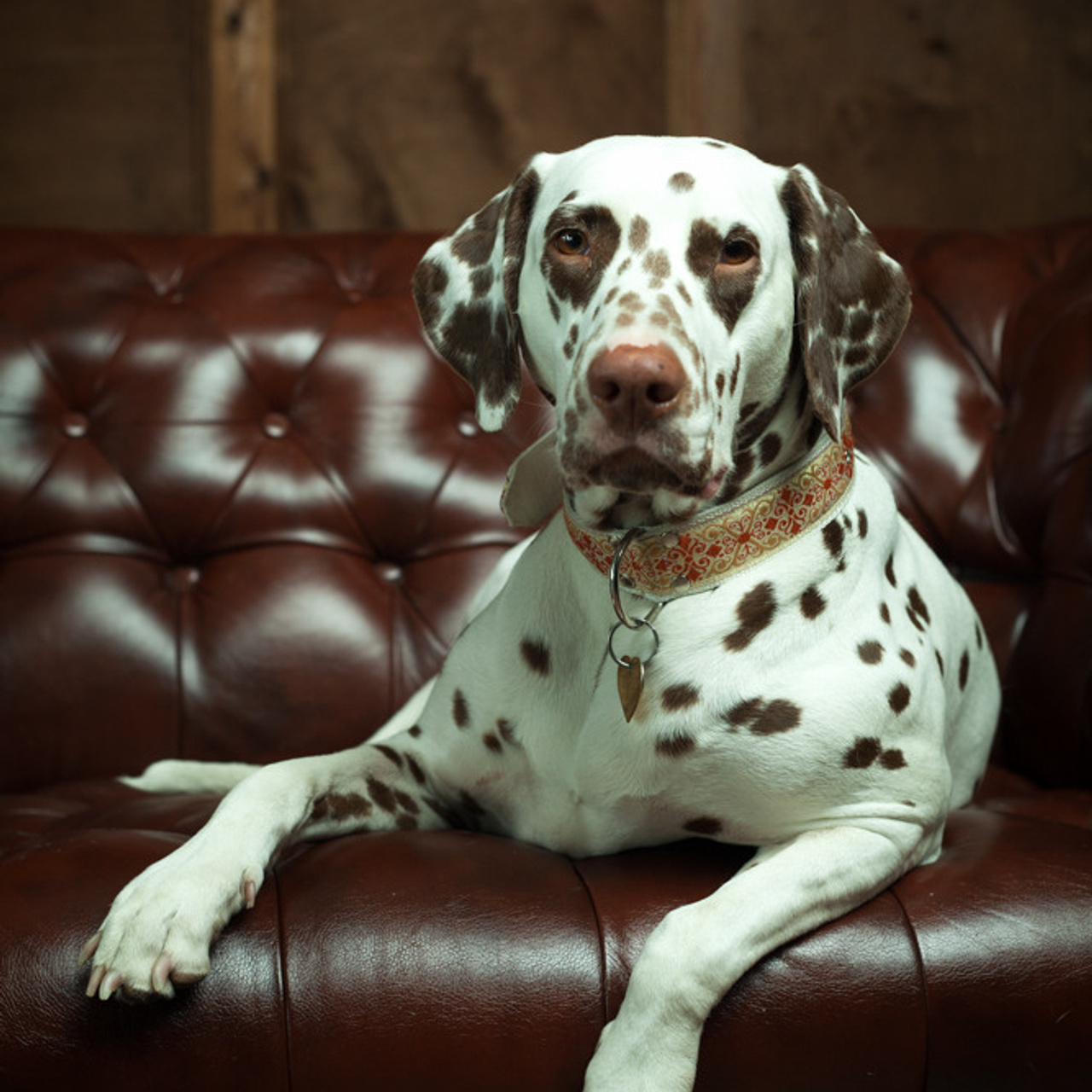 Анималистика