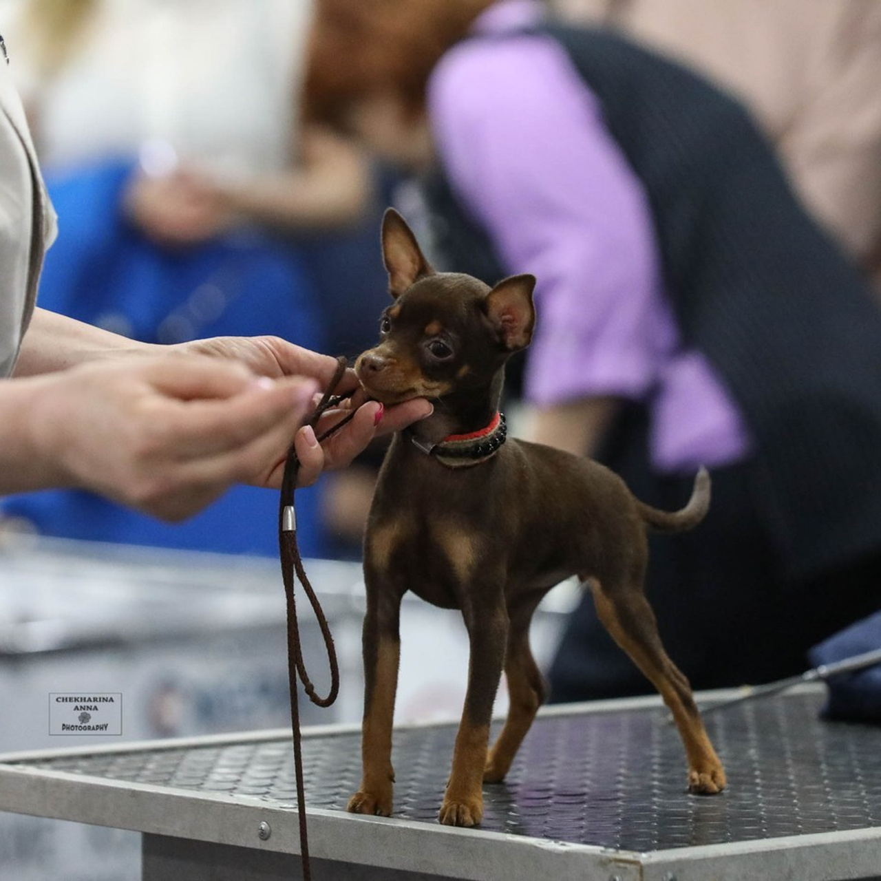Отзывы. Профессиональный фотограф Чехарина Анна / pro photographer Chekharina