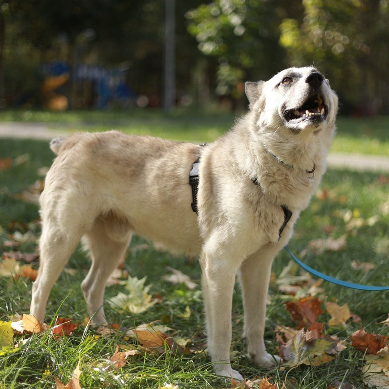Отзывы. Антонина Морозова, профессиональный семейный фотограф видеограф