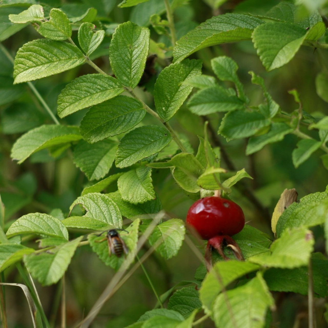 Кустарники