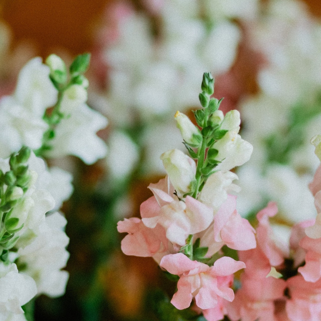 Отзывы. Свадебный и семейный фотограф