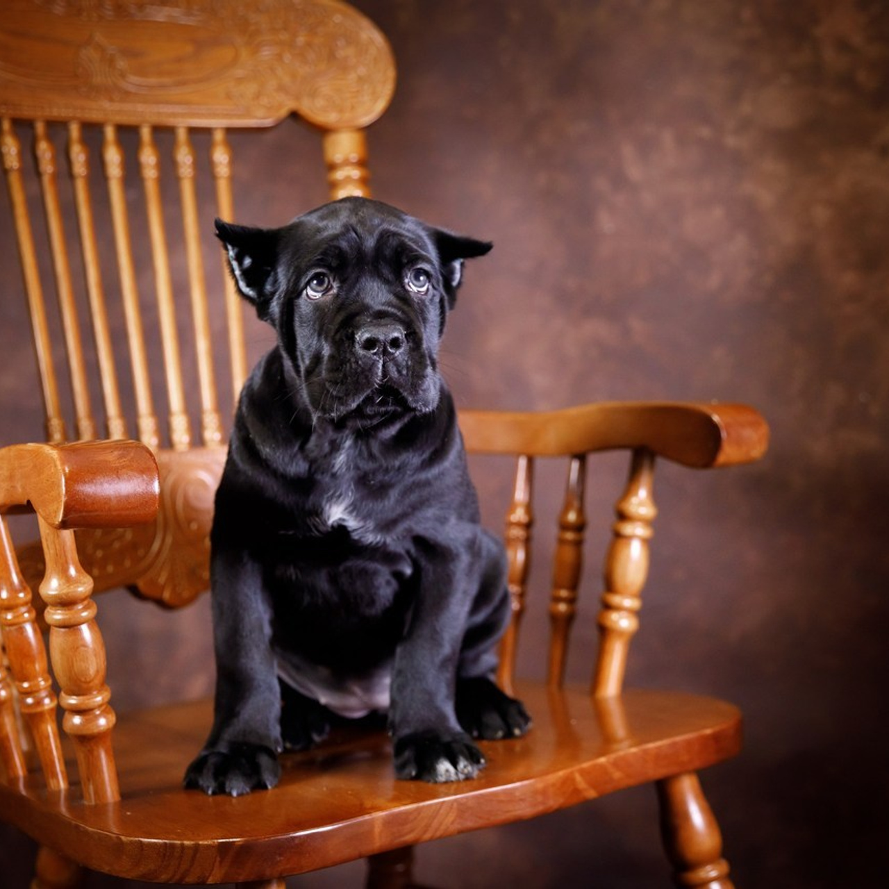 Отзывы. Свадебный фотограф, крещение, венчание СПБ, Белгород Анна Коршунова