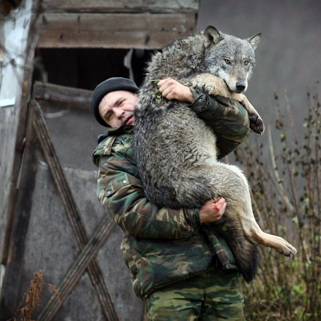 Эколог исследует птиц и животных леса, в хозяйстве несколько волков.